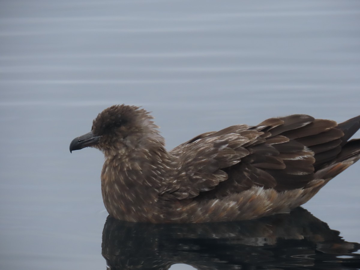 Chilean Skua - ML622056091