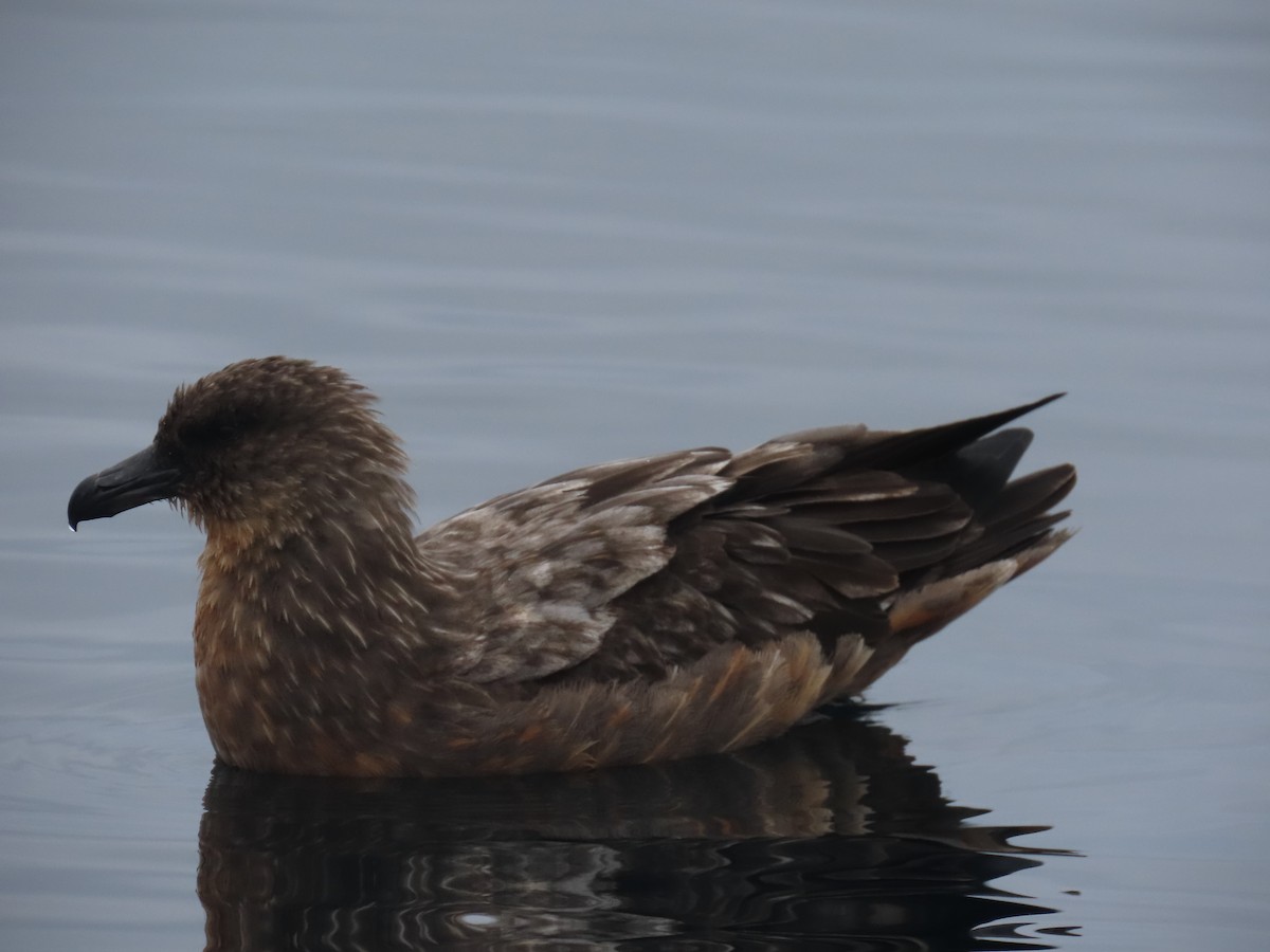 Chilean Skua - ML622056092