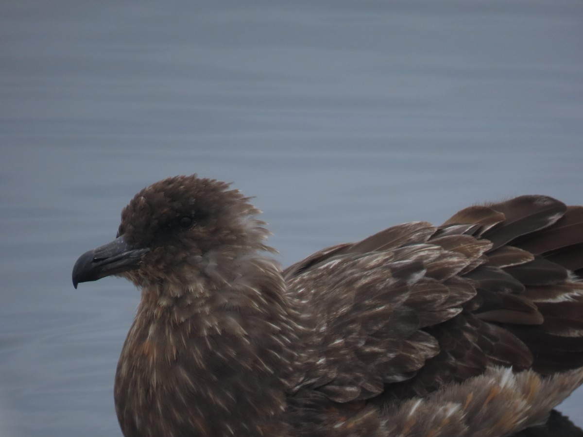 Chilean Skua - ML622056093