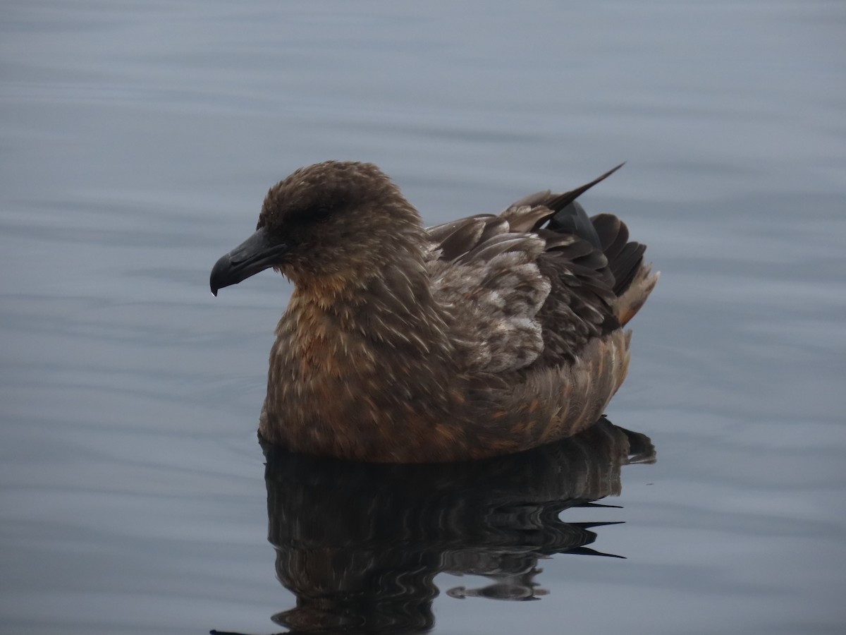 Chilean Skua - ML622056094