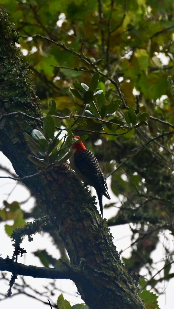Red-bellied Woodpecker - ML622056095