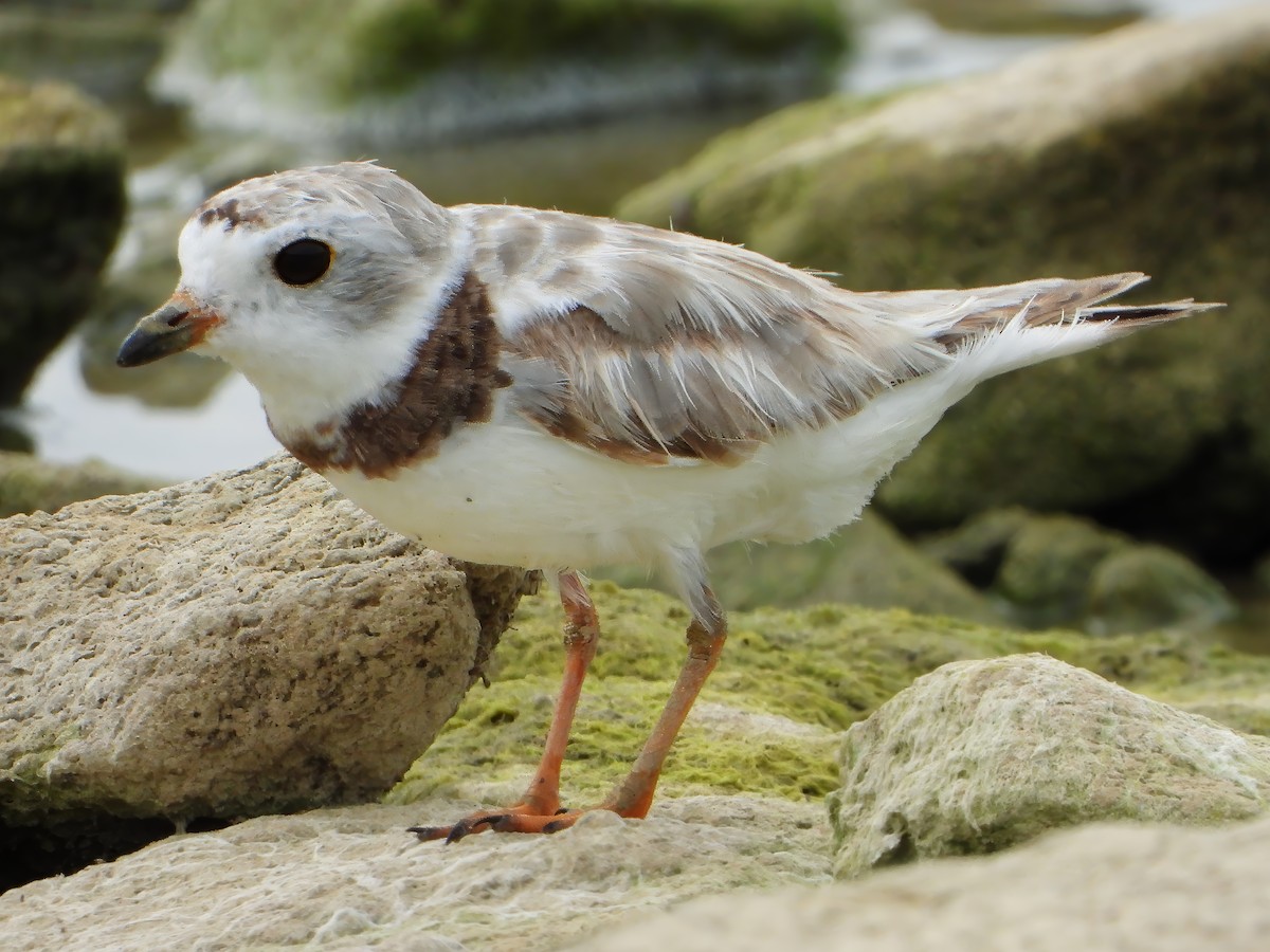 Piping Plover - ML622056104