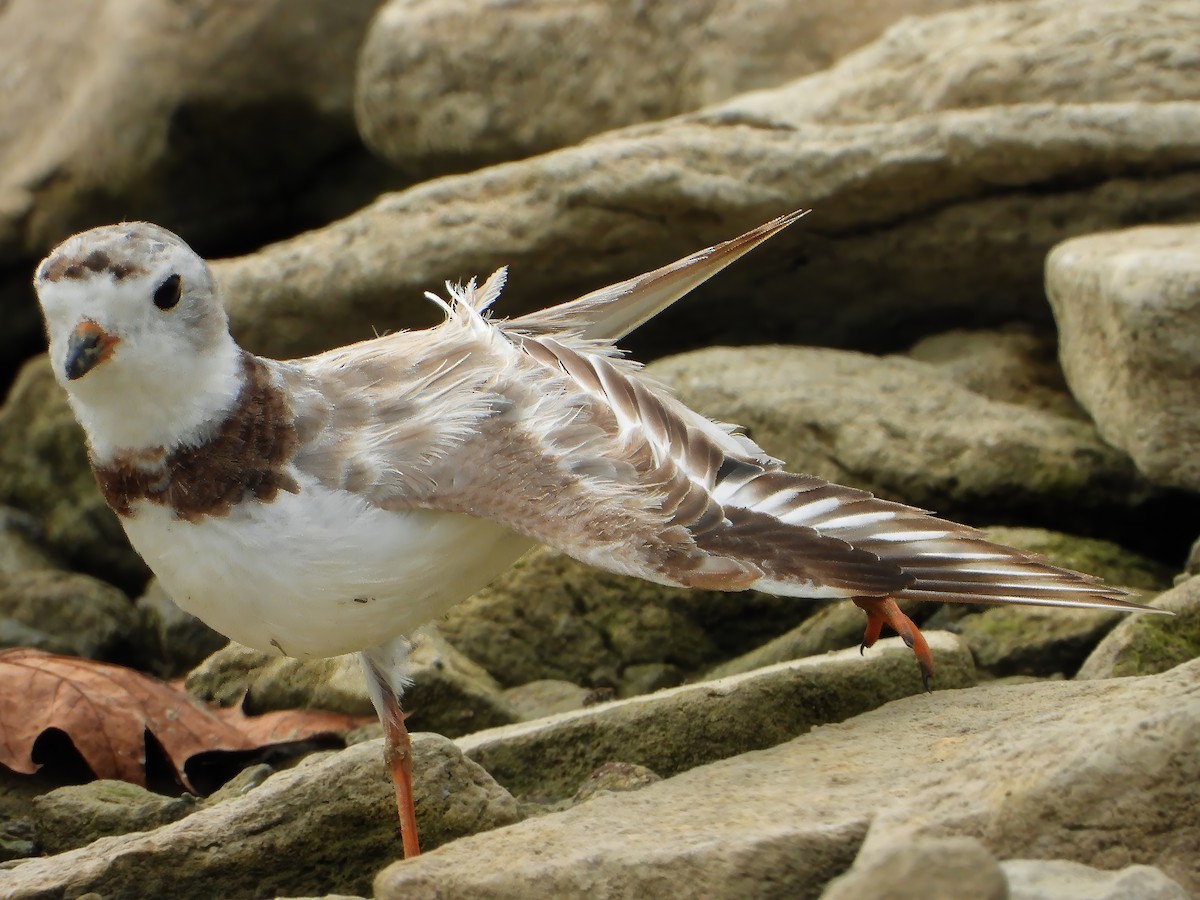 Piping Plover - ML622056105