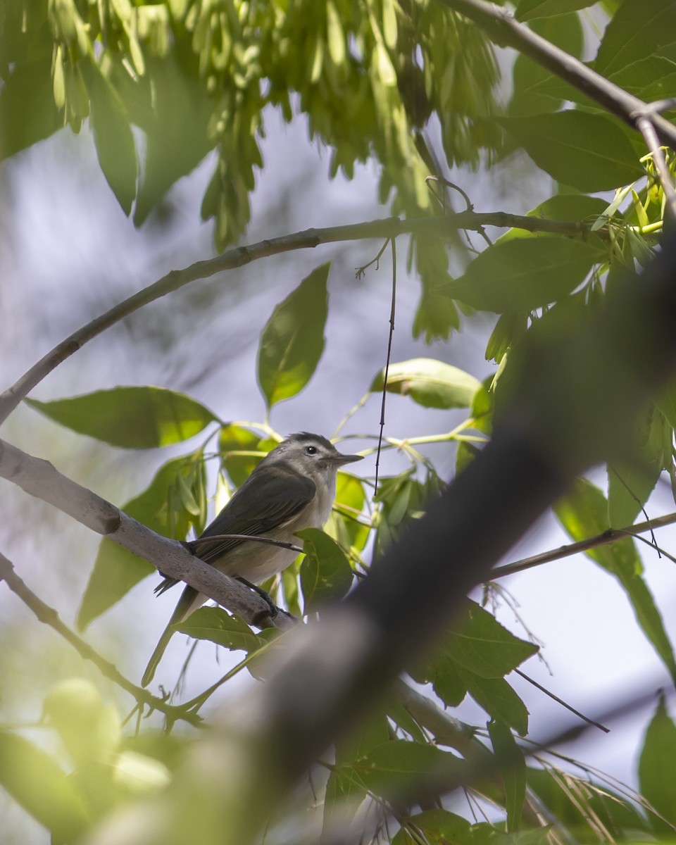 Warbling Vireo - ML622056106