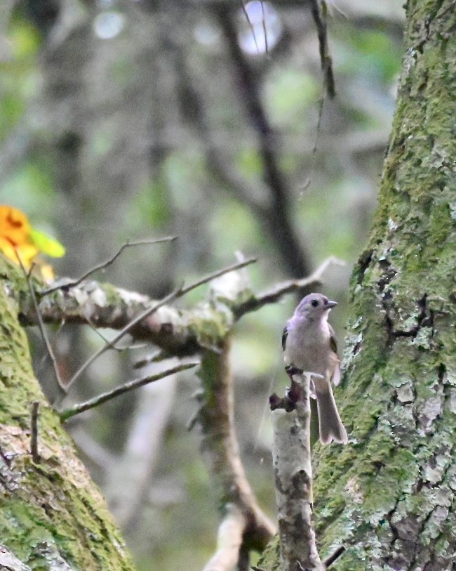 Mésange bicolore - ML622056107