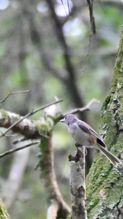 Mésange bicolore - ML622056108