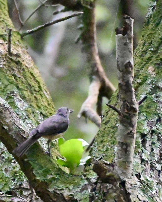 Mésange bicolore - ML622056109