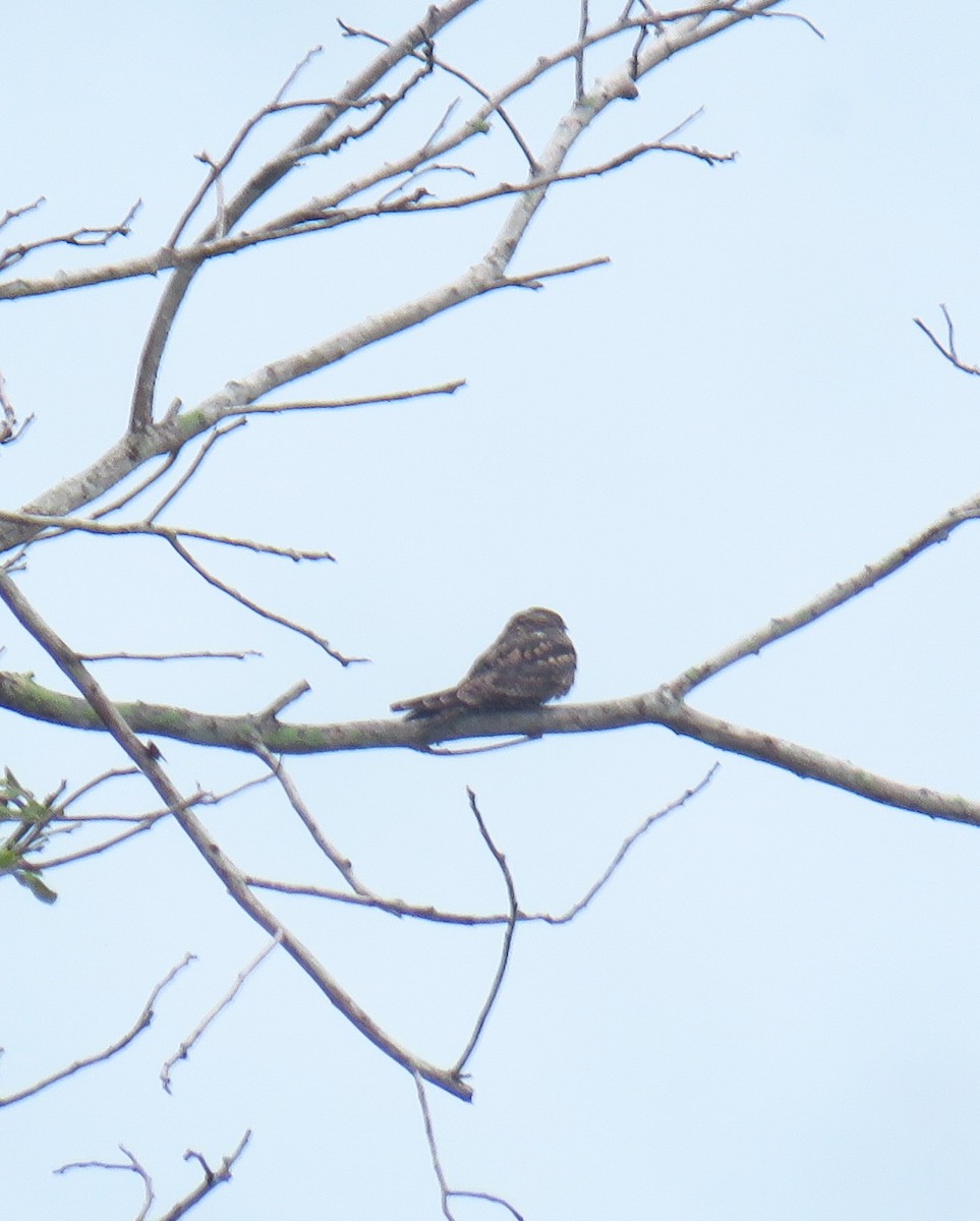 Lesser Nighthawk - Alanys M