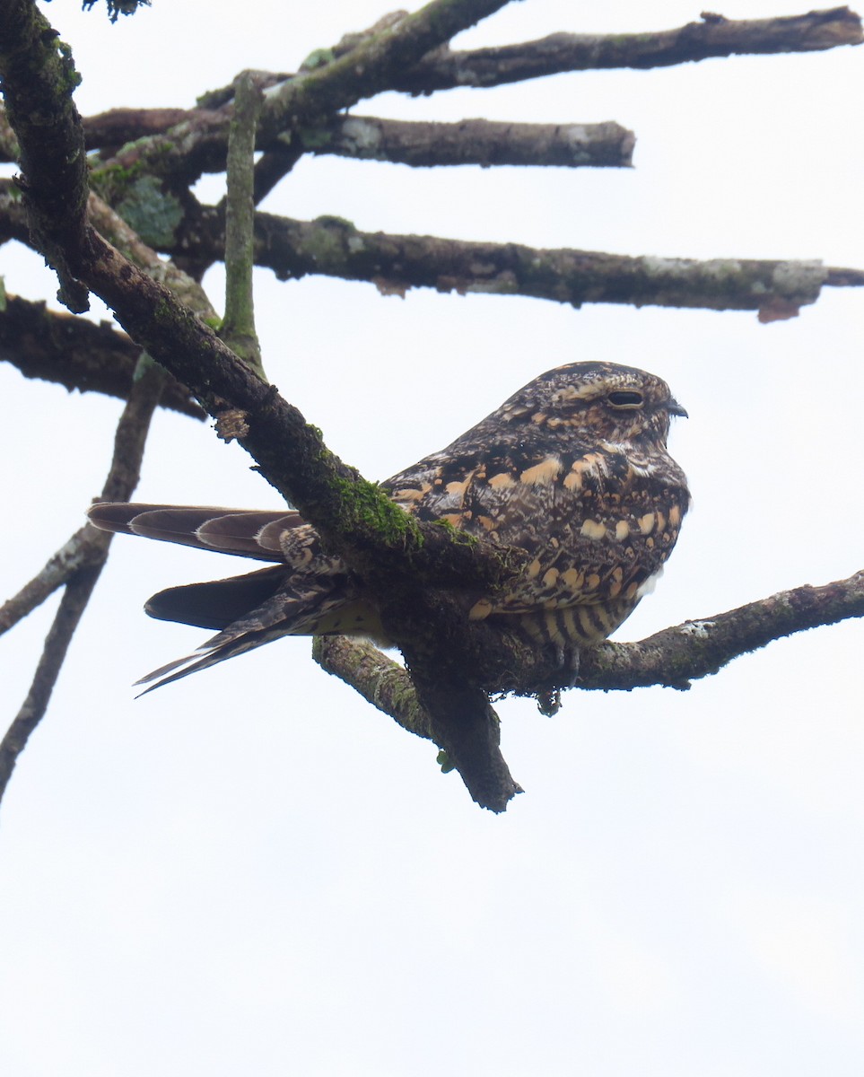 Lesser Nighthawk - ML622056141