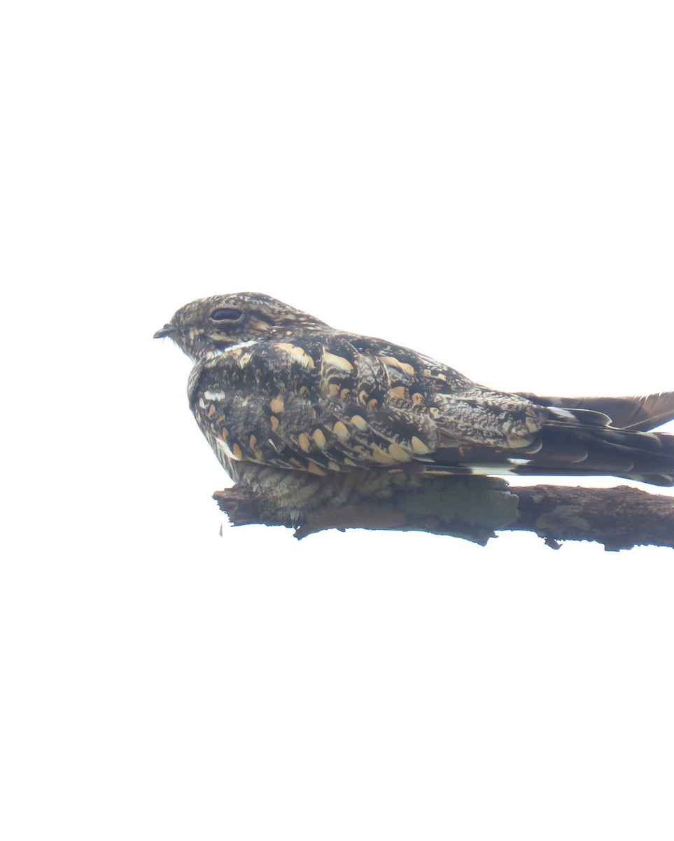 Lesser Nighthawk - ML622056144