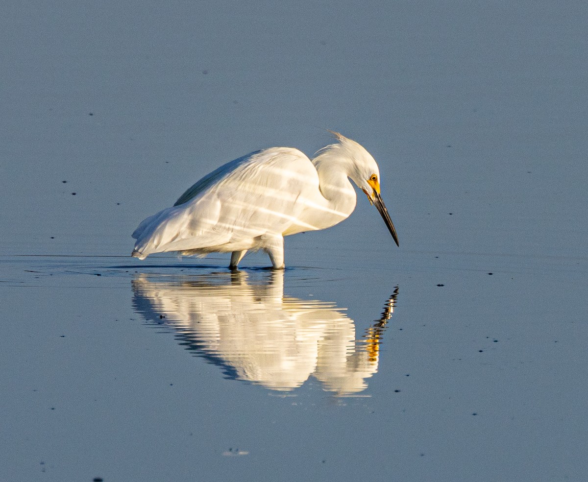 Snowy Egret - ML622056147