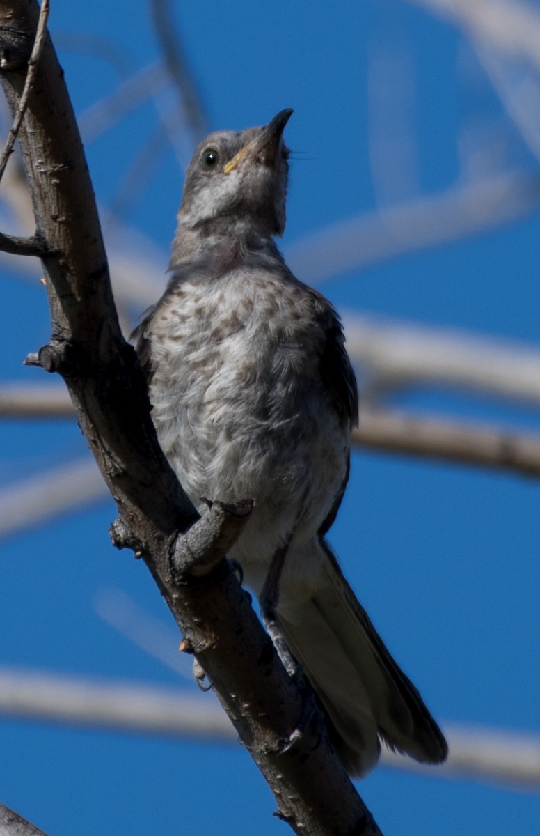 Northern Mockingbird - ML622056152