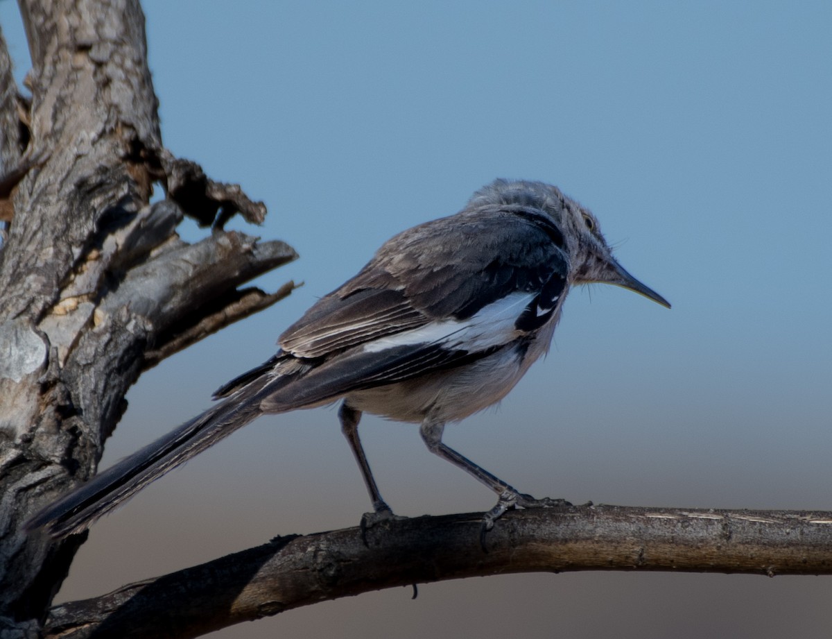 Northern Mockingbird - ML622056157