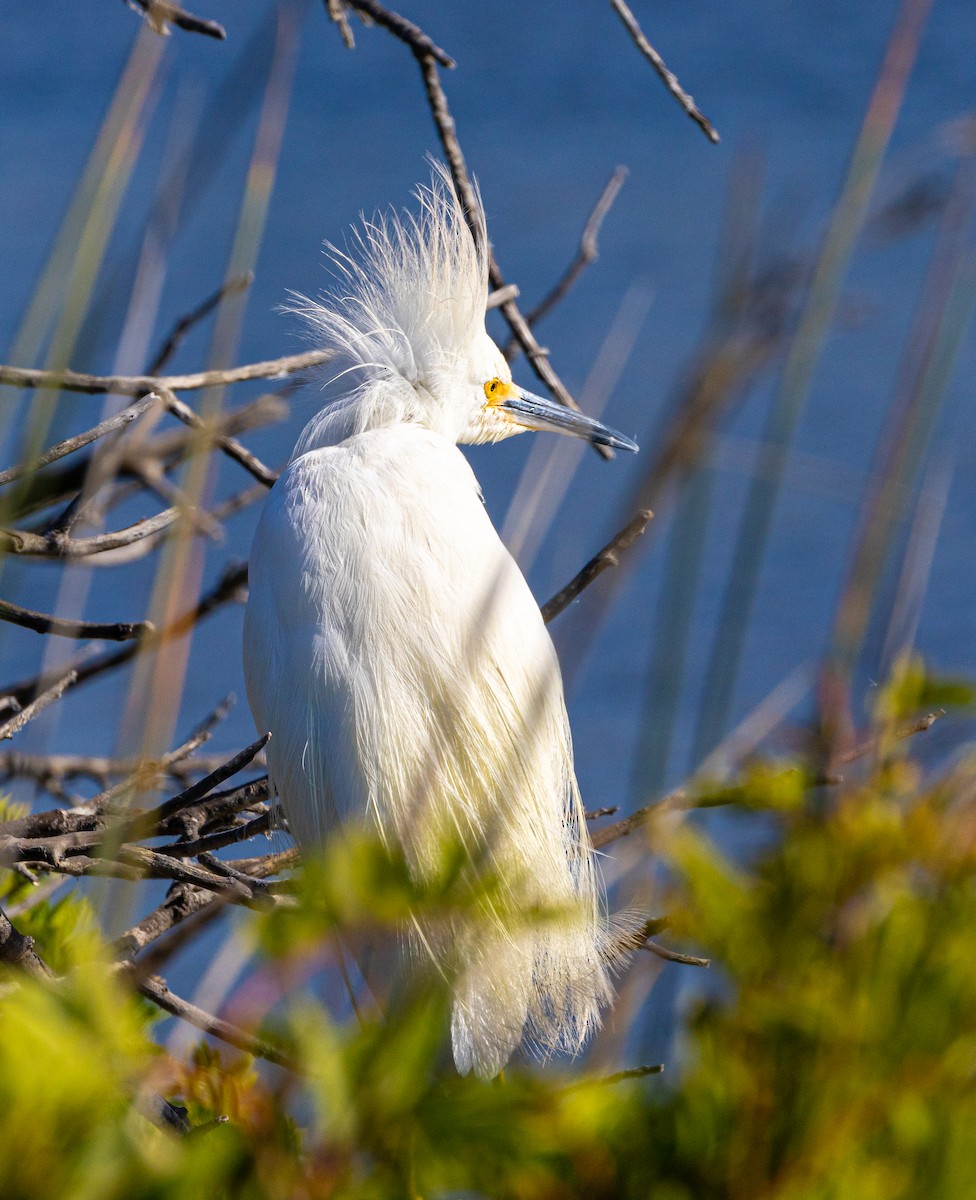 Snowy Egret - ML622056167