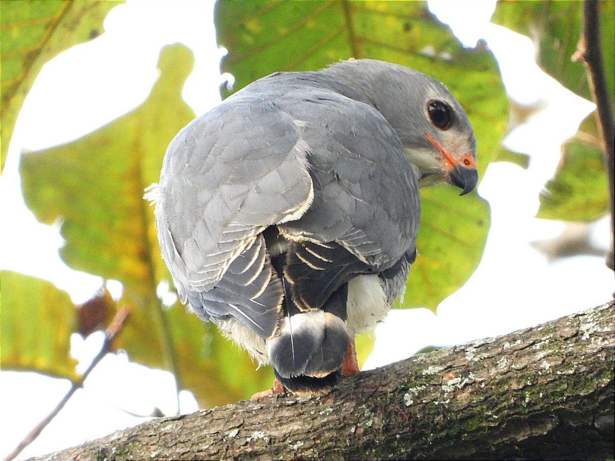 Lizard Buzzard - ML622056179