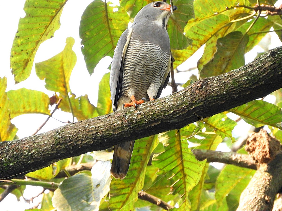 Lizard Buzzard - ML622056181