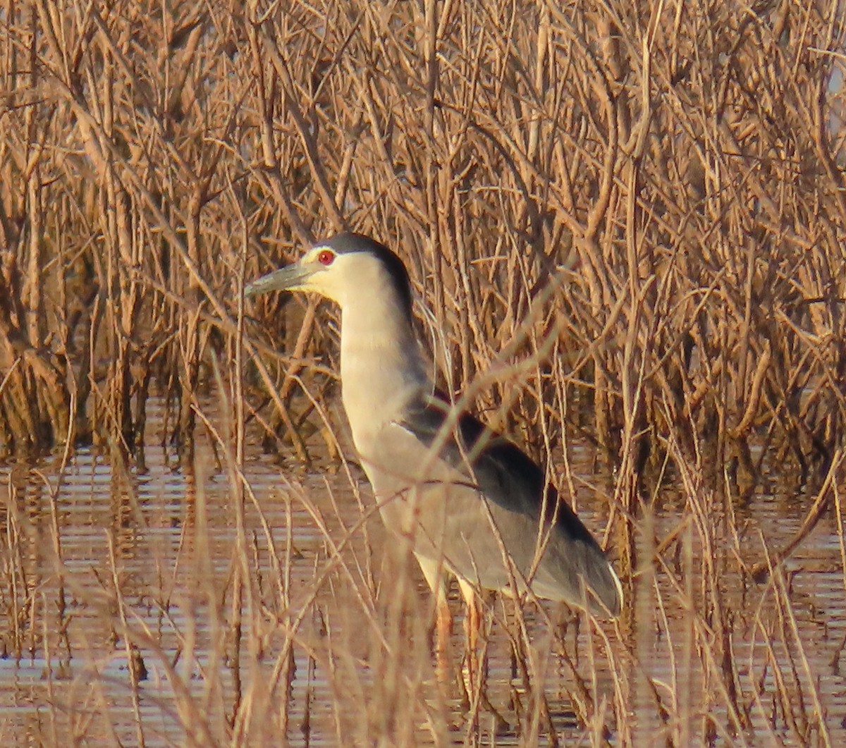 Black-crowned Night Heron - ML622056191