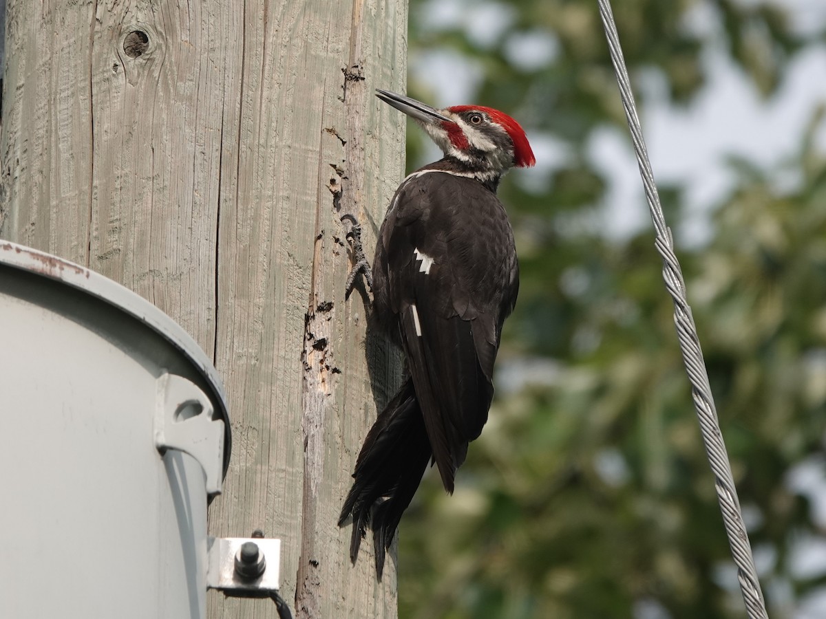 Pileated Woodpecker - Mike Blancher