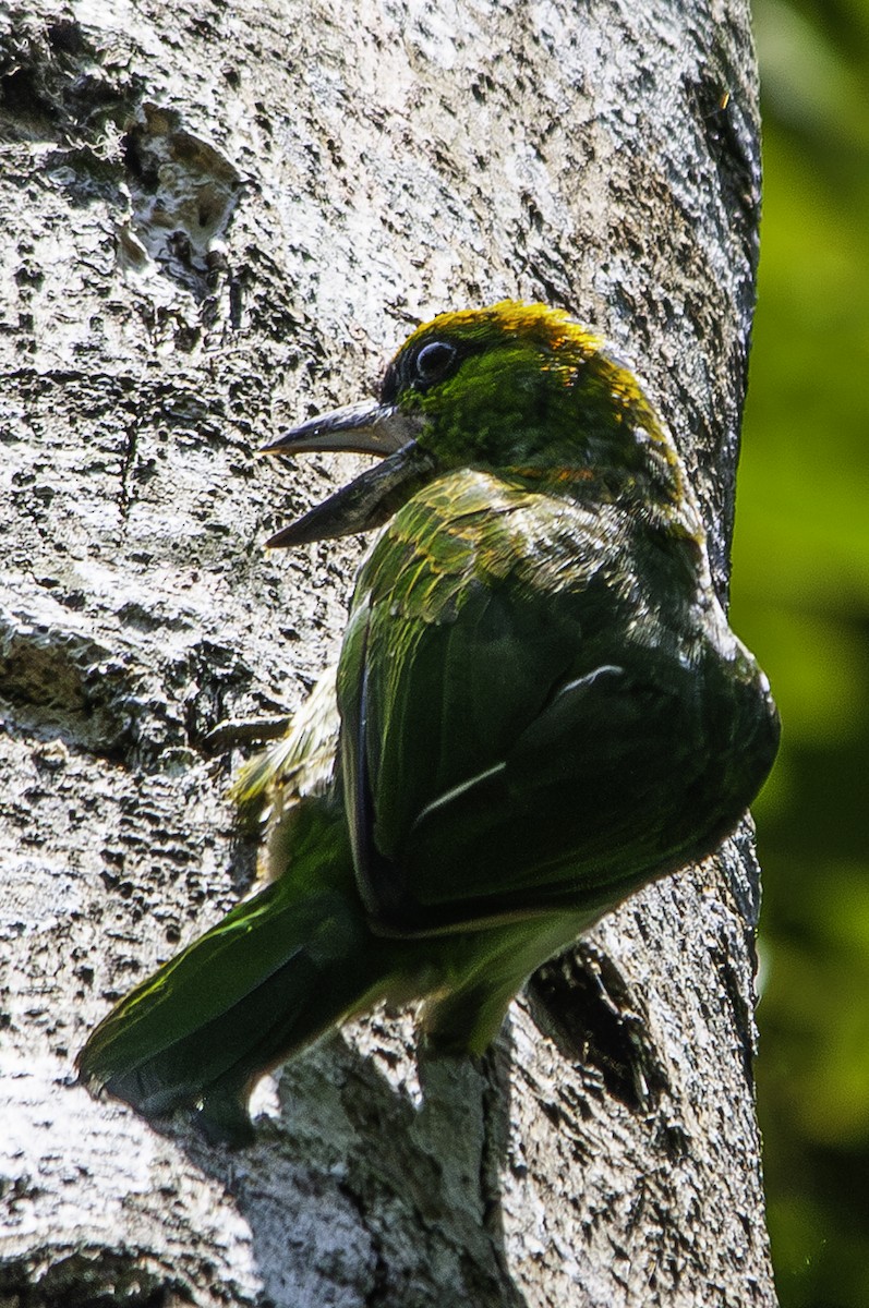 Flame-fronted Barbet - ML622056194