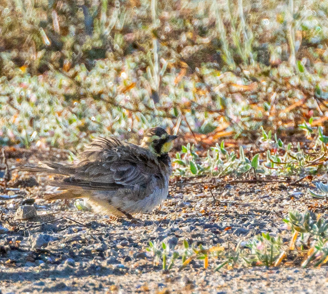 Horned Lark - ML622056195