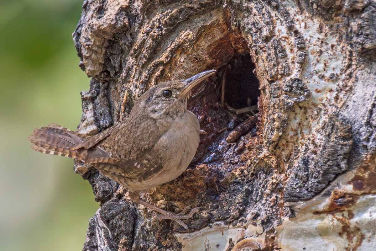 House Wren - Lesley Tullis