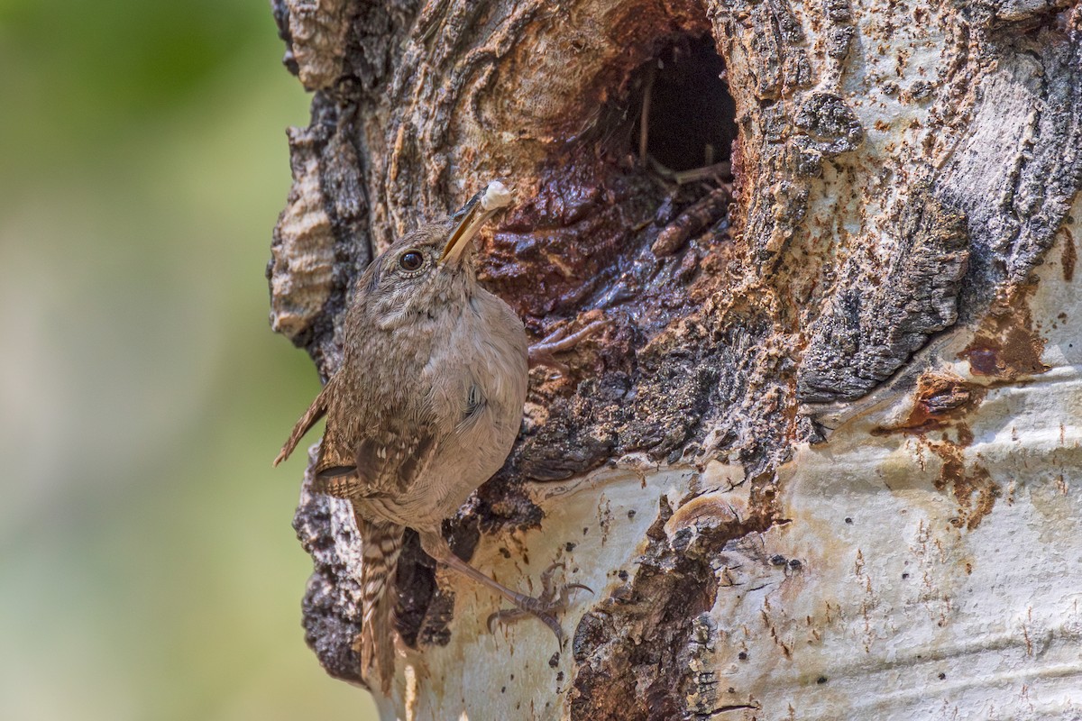 House Wren - ML622056198