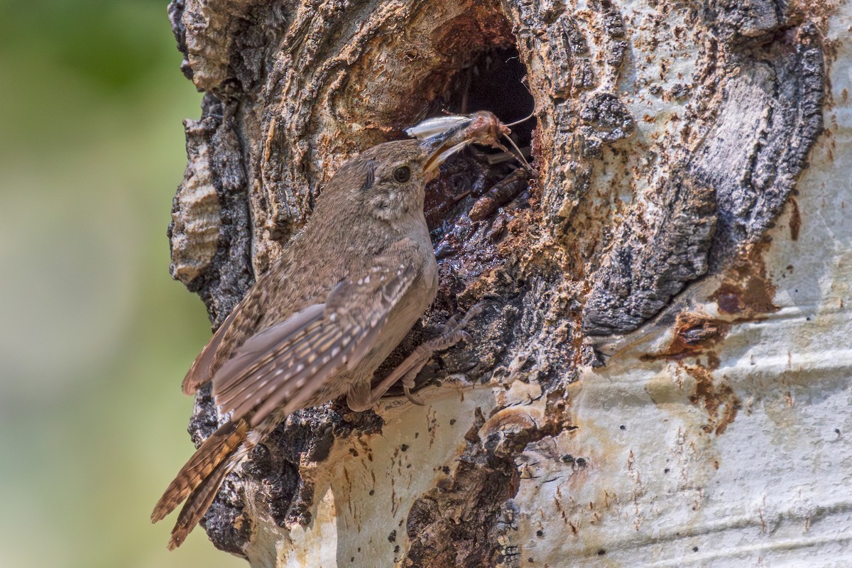 House Wren - ML622056199