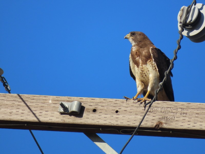 Swainson's Hawk - ML622056202