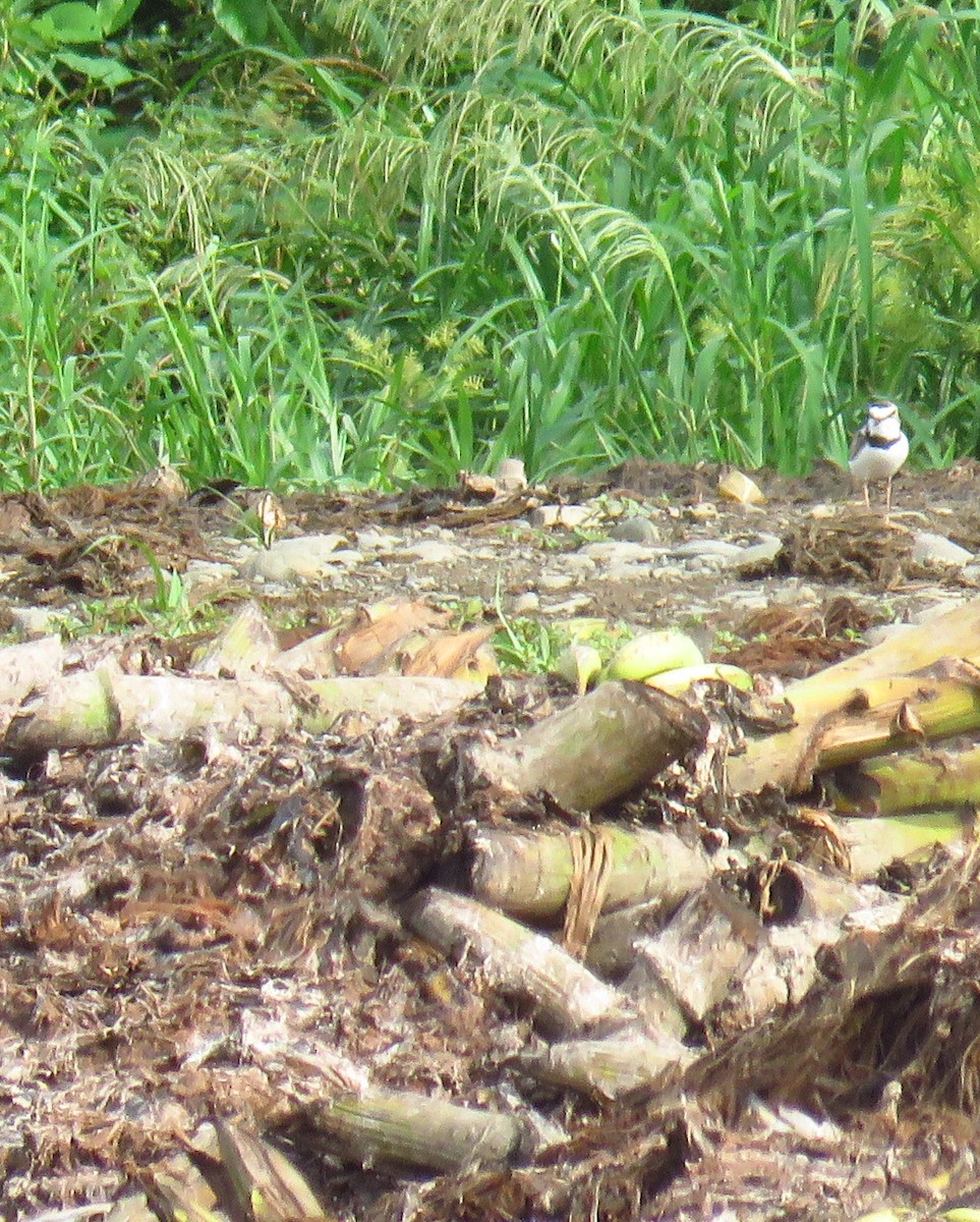 Collared Plover - ML622056203