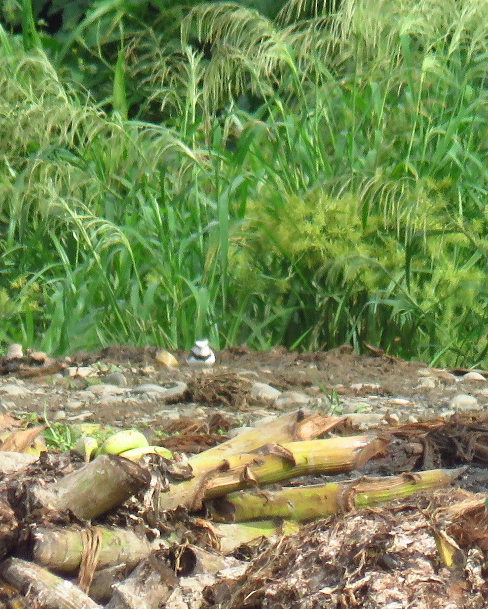 Collared Plover - ML622056204