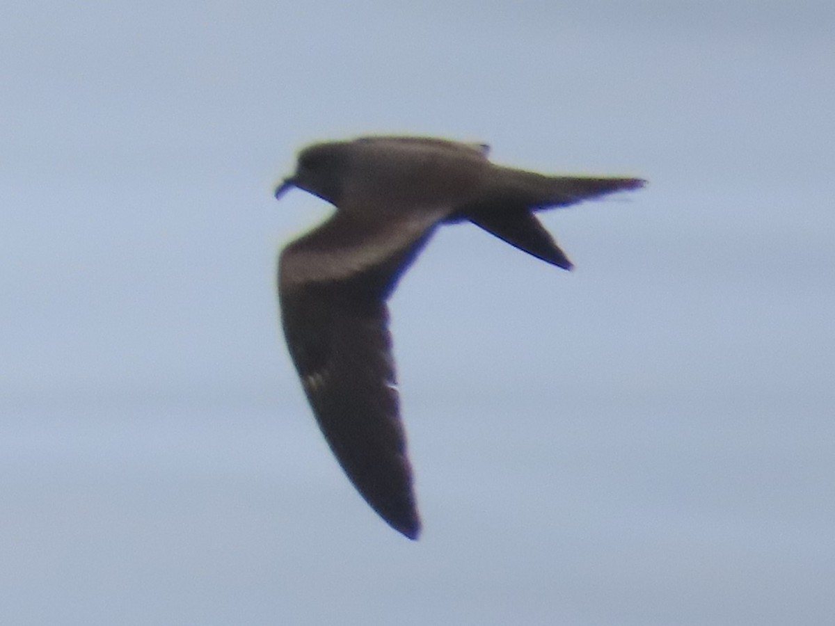 Markham's Storm-Petrel - ML622056206