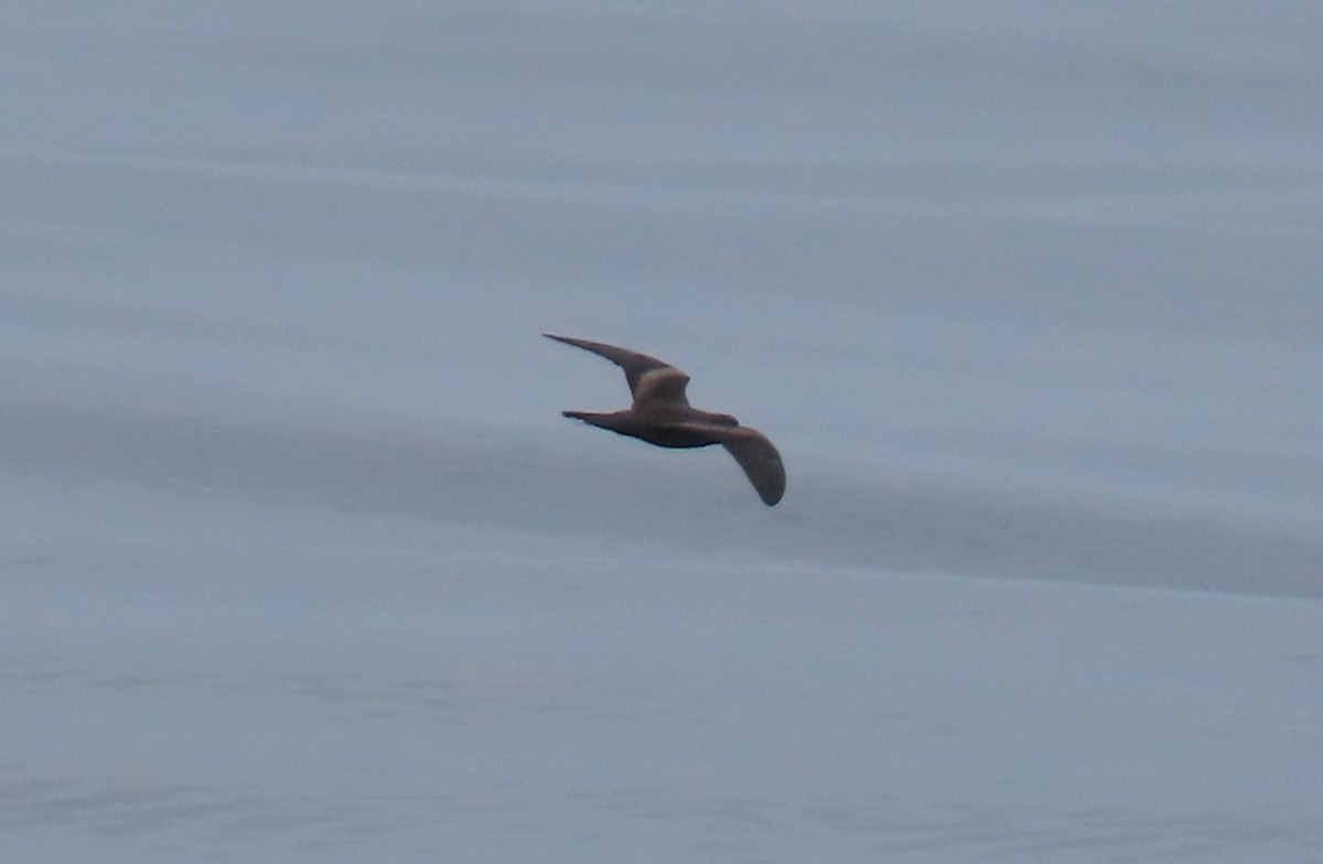 Markham's Storm-Petrel - ML622056207