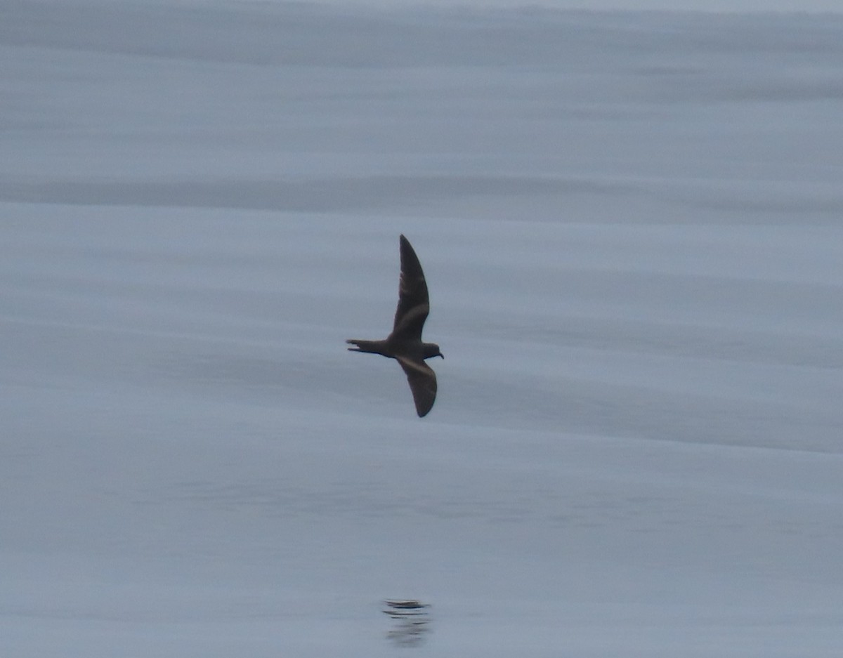 Markham's Storm-Petrel - ML622056208