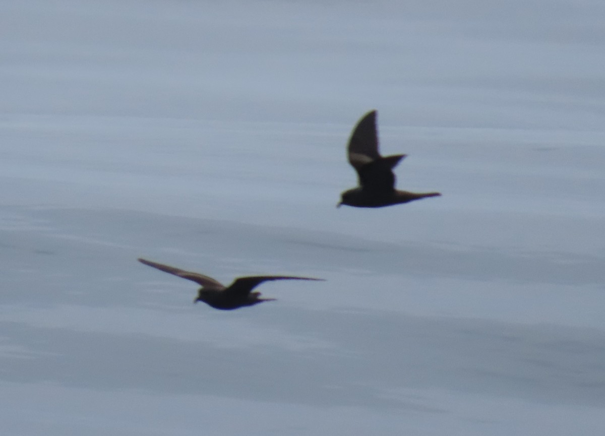 Markham's Storm-Petrel - ML622056209