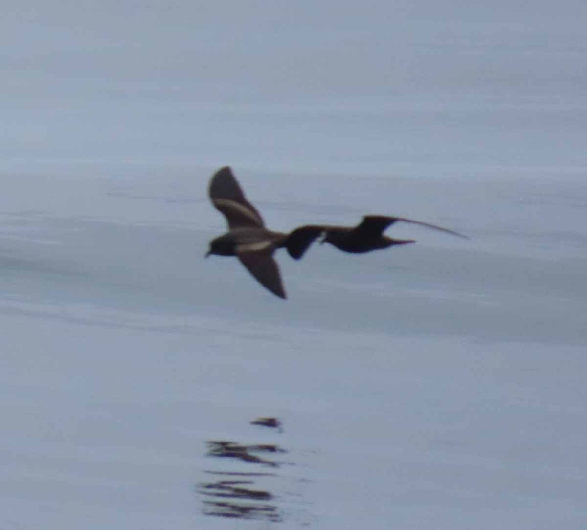 Markham's Storm-Petrel - ML622056210