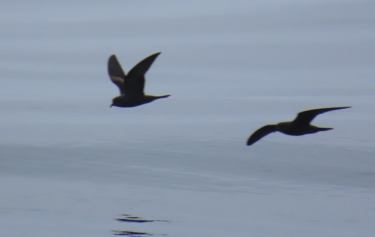 Markham's Storm-Petrel - ML622056211