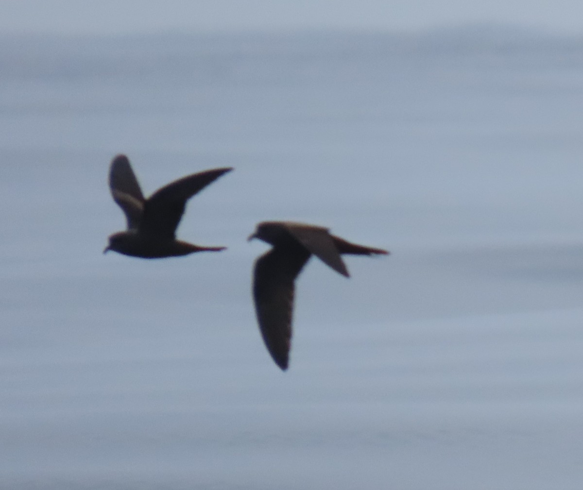 Markham's Storm-Petrel - ML622056212