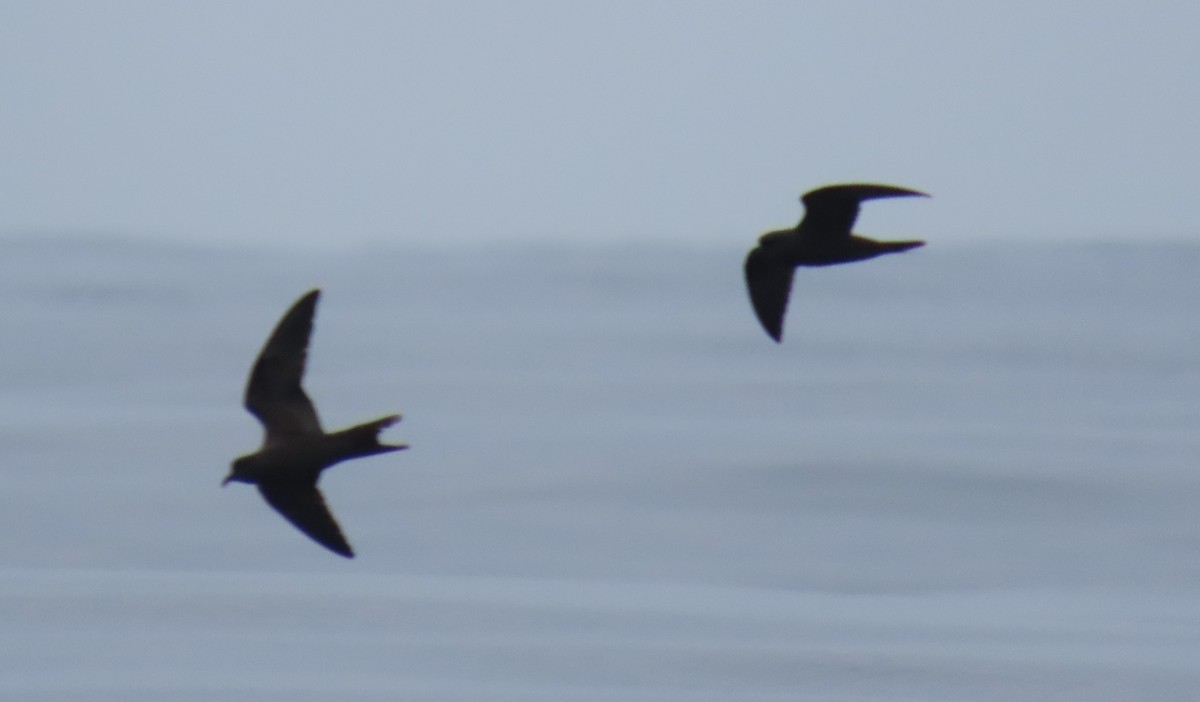 Markham's Storm-Petrel - ML622056213