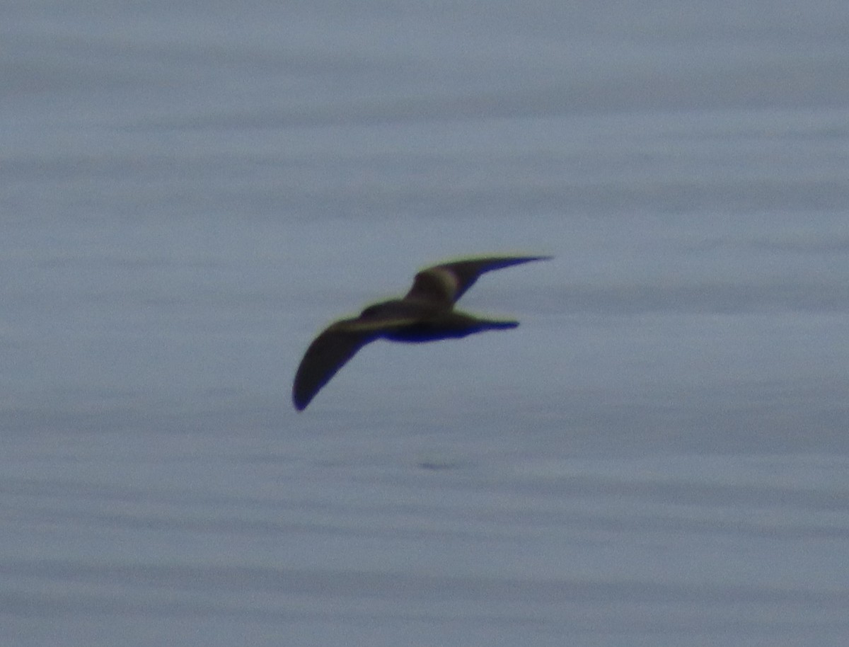 Markham's Storm-Petrel - Nelson Contardo