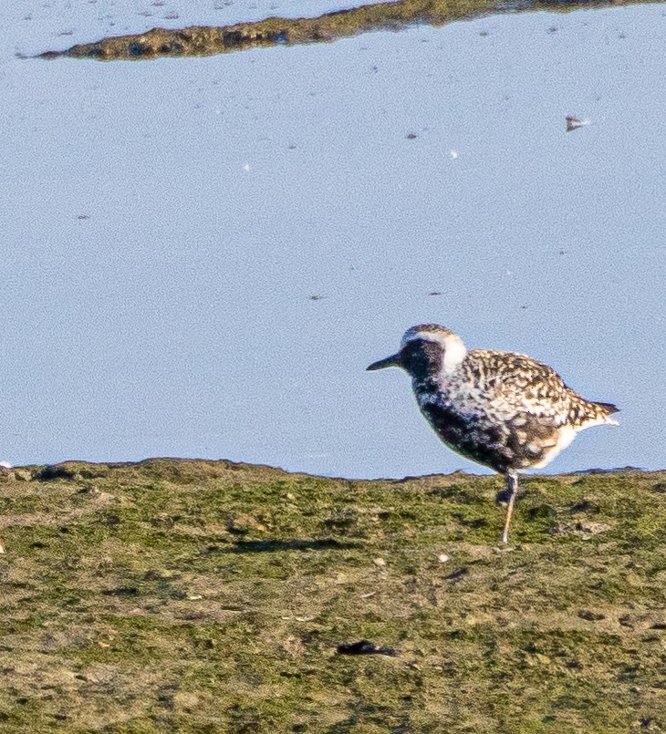 Black-bellied Plover - ML622056215