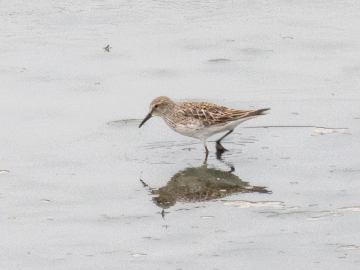 White-rumped Sandpiper - ML622056217