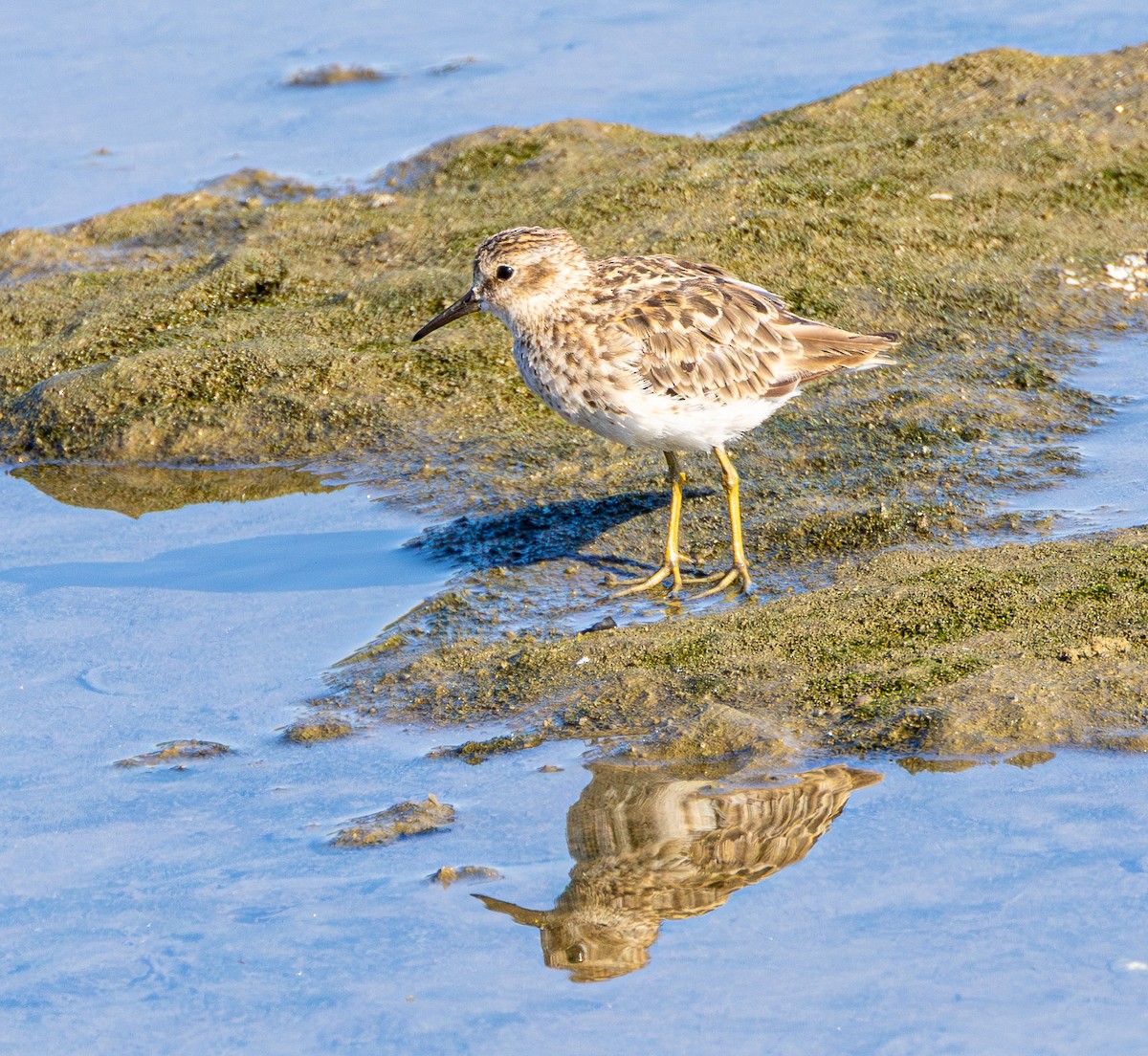 Least Sandpiper - ML622056218