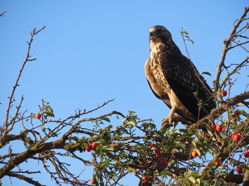 Swainson's Hawk - ML622056225