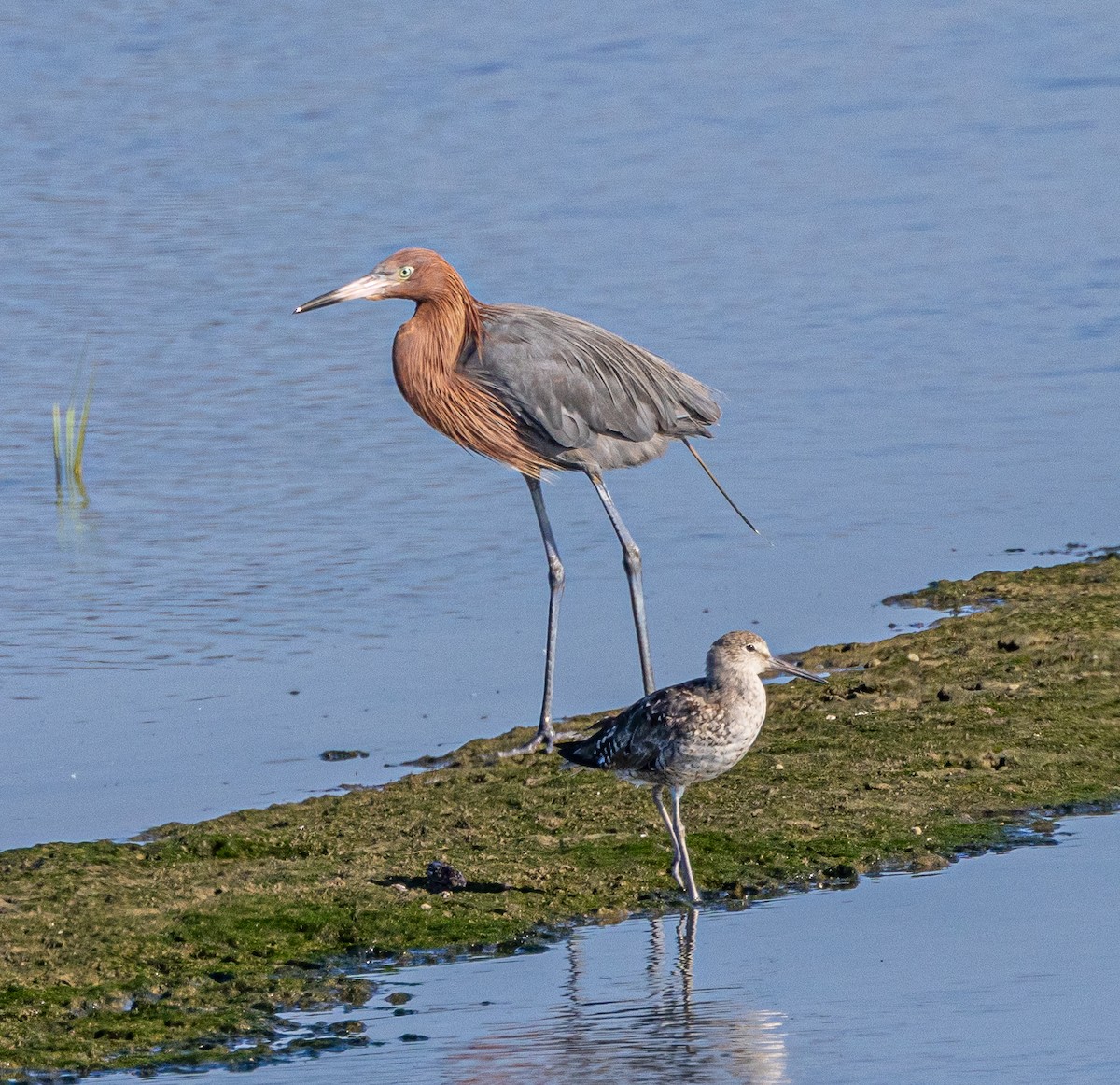 Reddish Egret - ML622056226