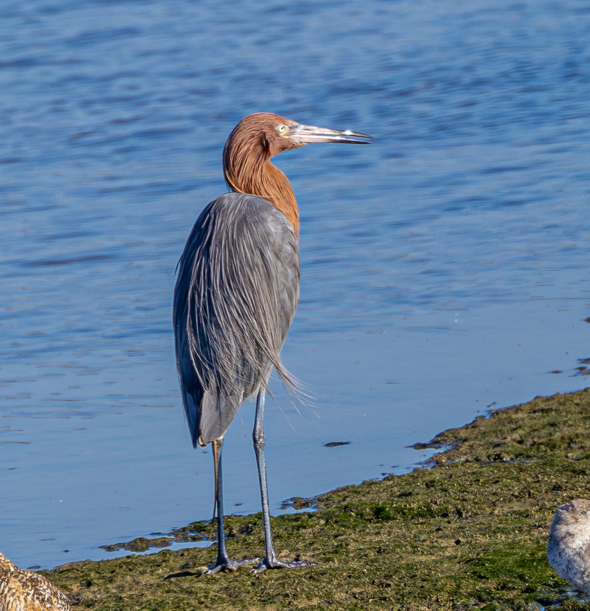 Reddish Egret - ML622056227