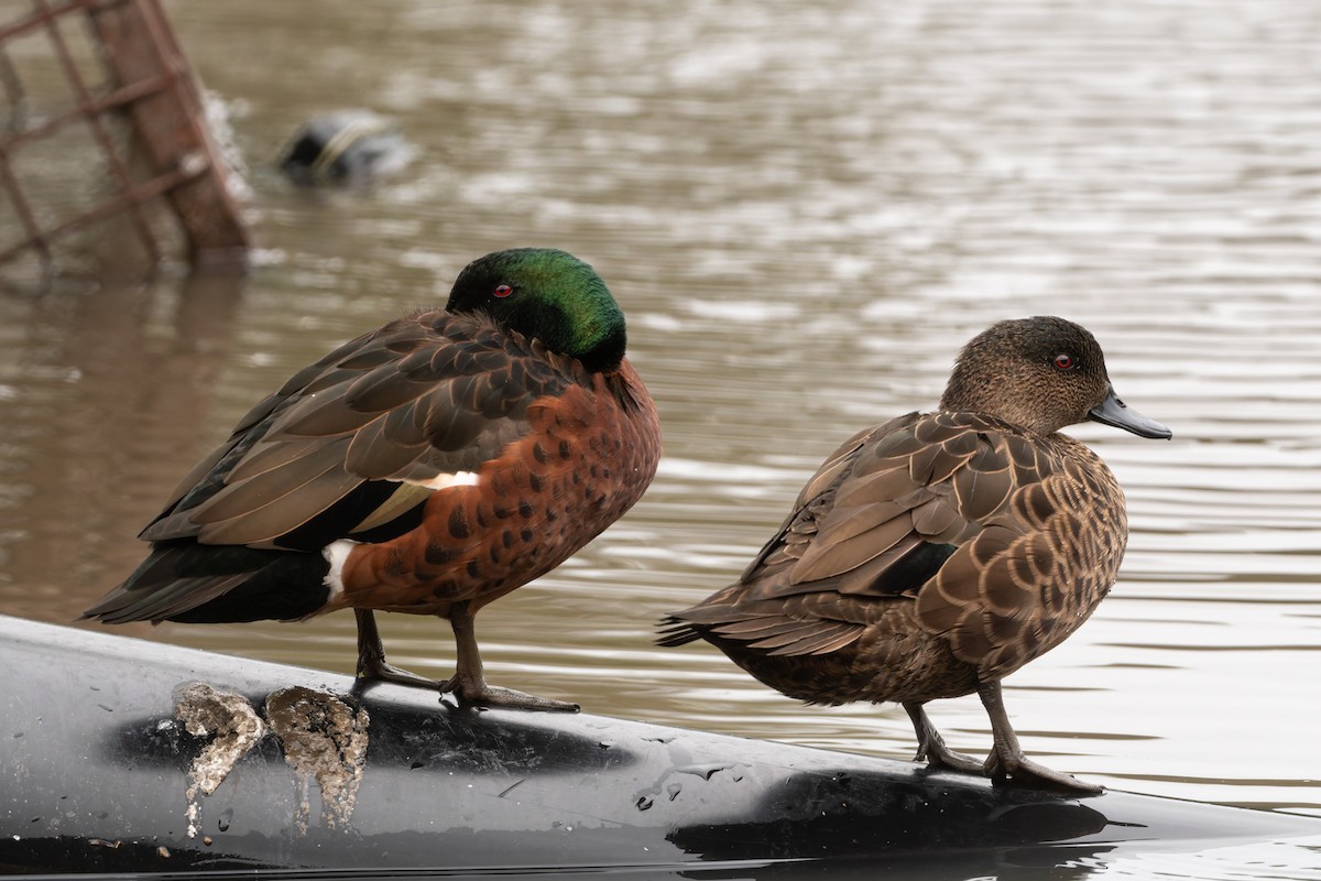 Chestnut Teal - ML622056236