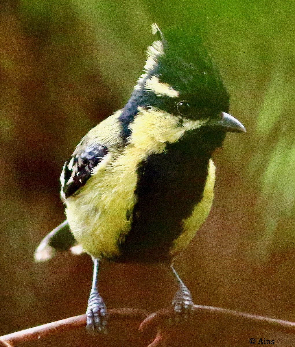 Indian Yellow Tit - ML622056245