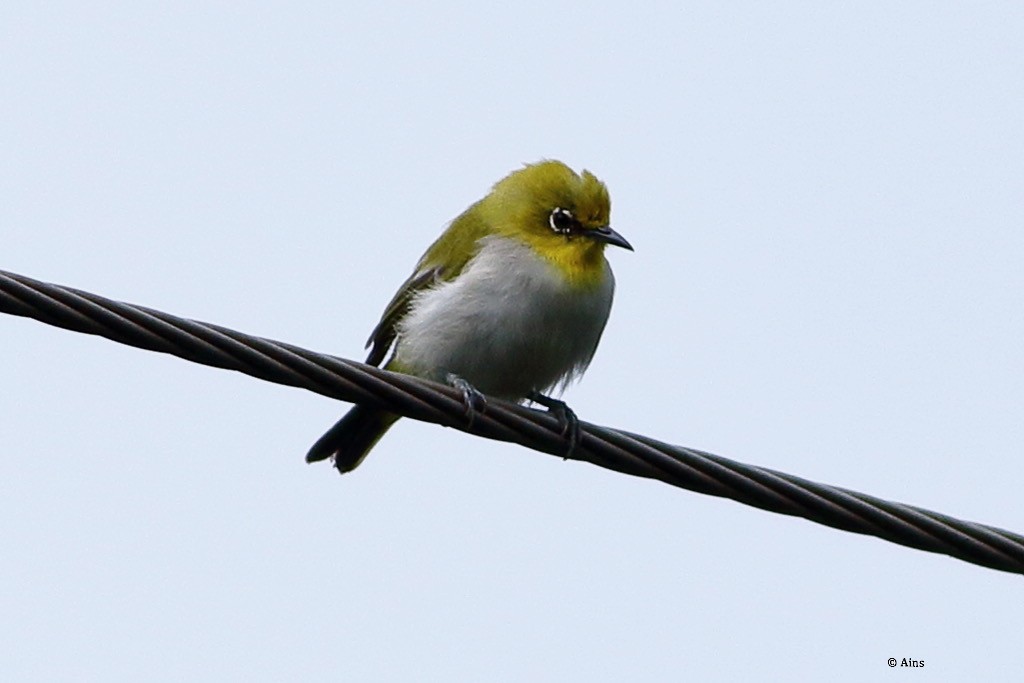 Indian White-eye - ML622056250