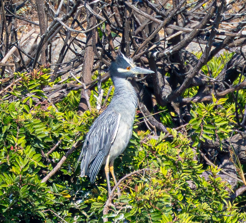 Yellow-crowned Night Heron - ML622056251