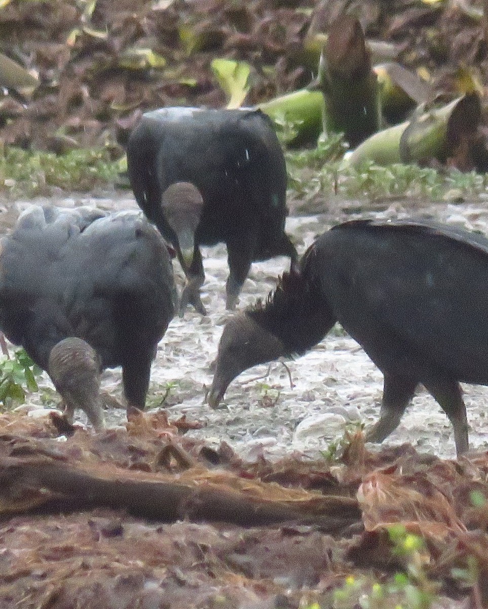 Black Vulture - ML622056252